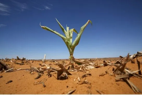Milho cultivado em Hoopstad, África do Sul,. O referido país teve 2015 como o ano mais seco de sua história. Fonte: thestar.com