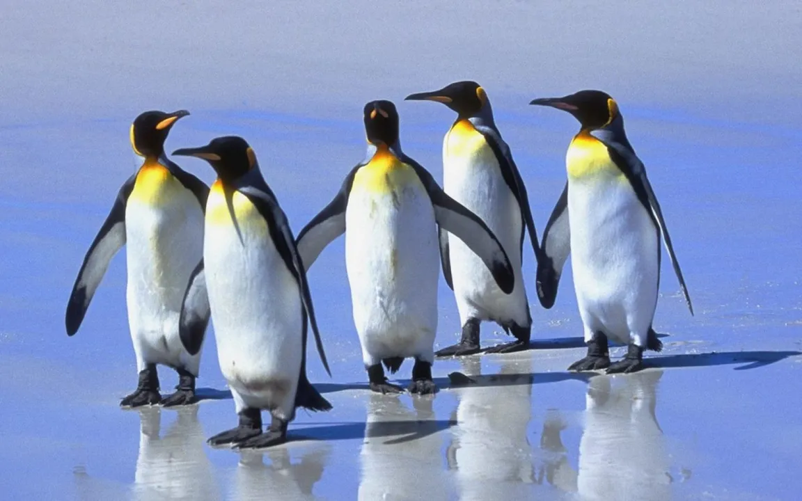 O iceberg aumentou drasticamente a distância que os pinguins Adèlie precisam percorrer para encontrar comida. (Foto: Imagem Ilustrativa/fundosanimais.com)