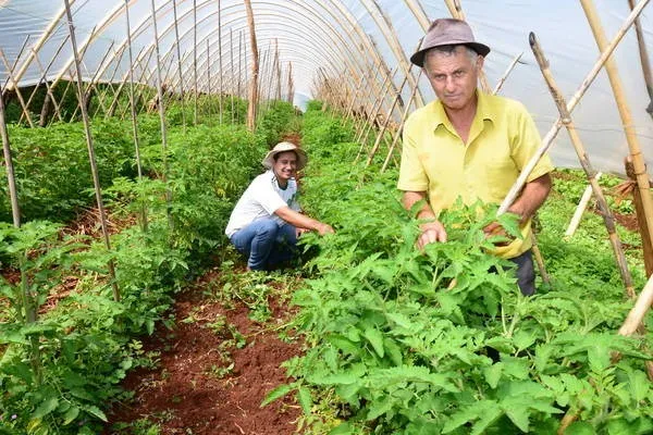 Agricultor Célio Ferracioli e o genro Wellington Douglas Nunes mostram estufa de tomates orgânicos  | Foto: Delair Garcia