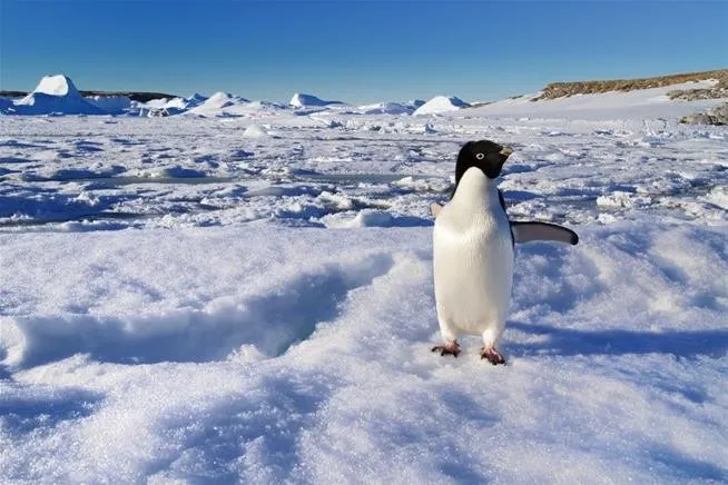 Os pinguins-de-adélia de Cape Denison podem apenas ter se mudado para outra localização.  Fonte: modernreaders.com