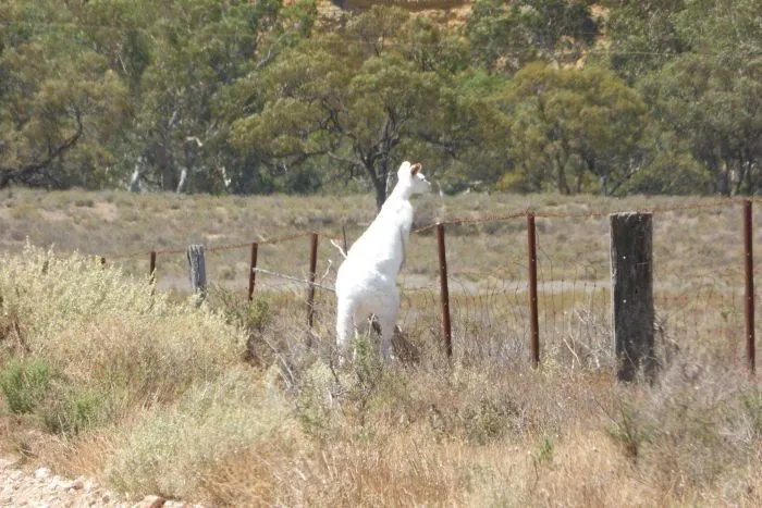 A foto do canguru albino, na Austrália do Sul. Feita por Rosemary Faehrmann.