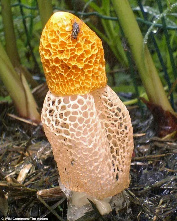 Phallus Indusiatus, o cogumelo com supostas propriedades afrodisíacas. Foto: Wiki Commons