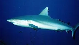 Uma análise do estômago de tubarões de recife revelou restos de moluscos, cobras marinhas e pequenos peixes. Foto: Wikipédia