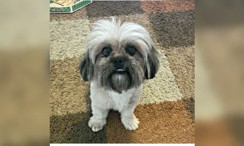 Internauta pede ajuda para encontrar cachorro