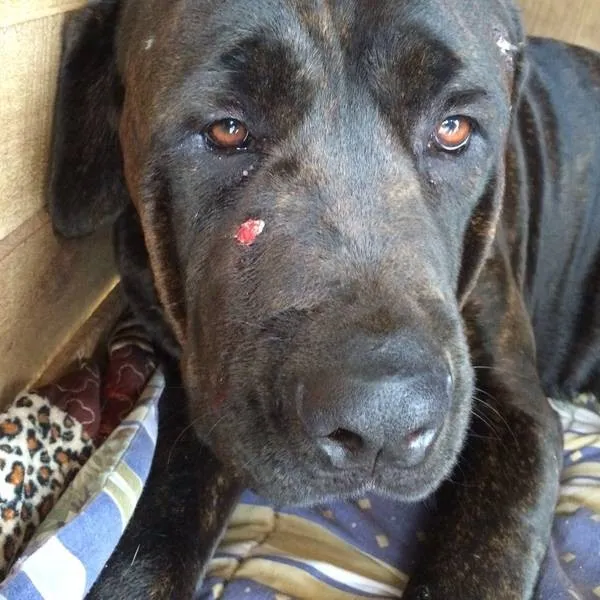 Cachorra  Dark ficou ferida durante confronto com bandidos (Foto: TNOnline)