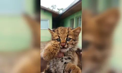 Filhote de gato do mato é resgatado de assentamento