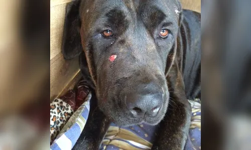 Cães atacam bandidos e salvam dono de assalto no Paraná; um dos cachorros foi morto a tiros