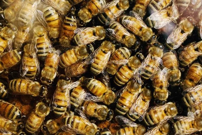 Todas as pessoas, alérgicas ou não, podem sofrer com as ferroadas de uma abelha - Foto: Arquivo