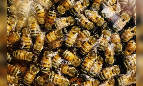 ​Abelhas atacam 3 pessoas em Borrazópolis e uma fica inconsciente