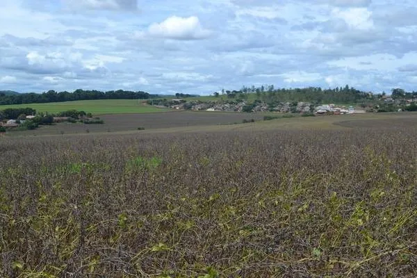 Em cinco municípios, prejuízos da soja chegam a R$ 77 milhões