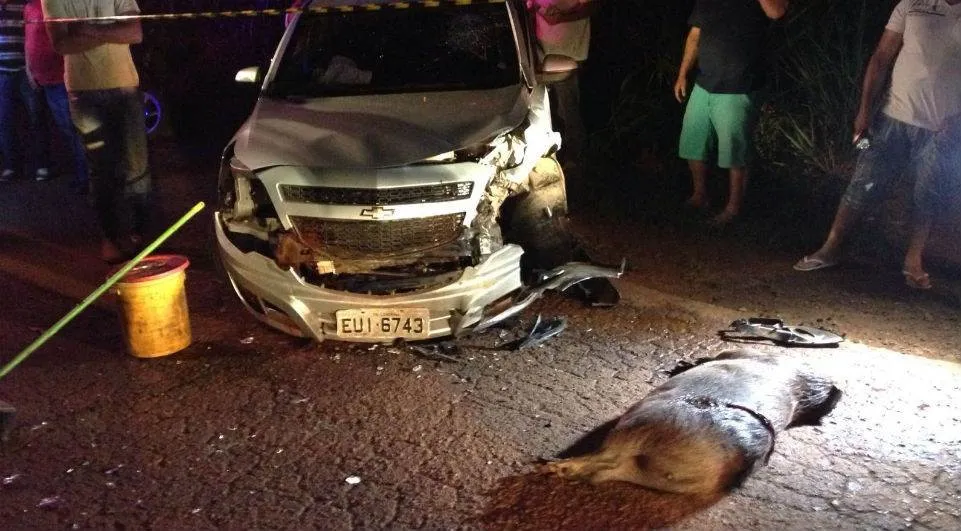 Capivara morreu após ser atropelada em rodovia no município de Londrina - Foto: Ruan Piassa/Rede Massa