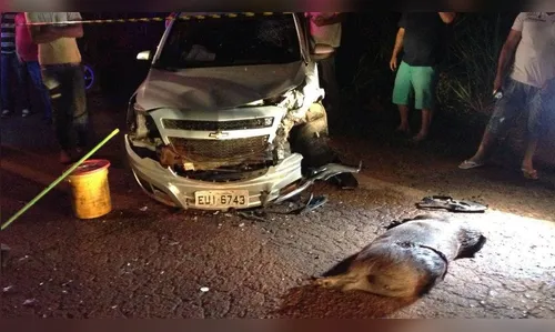 ​Capivara provoca acidente em Londrina e três pessoas ficam feridas