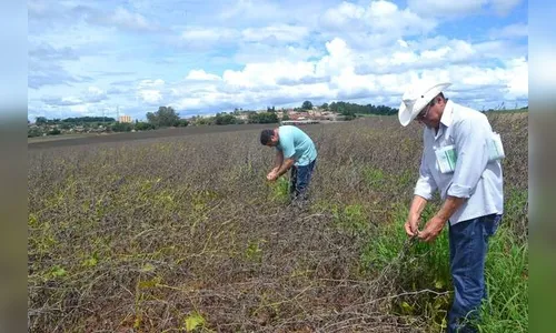São Pedro do Ivaí tem situação de emergência oficializada por perdas na safra