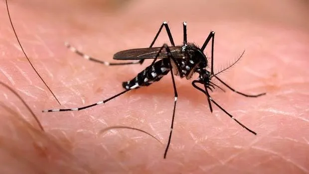 Cuidados com o Aedes aegypti devem ser redobrados - Foto: Divulgação