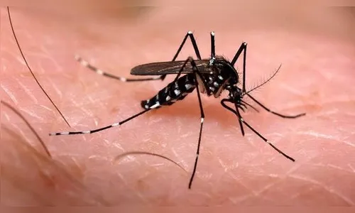 Apucarana confirma primeiro caso de zika