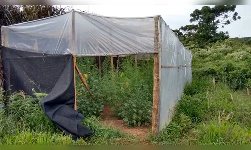 ​Polícia encontra plantação de maconha próximo a clínica de reabilitação no PR
