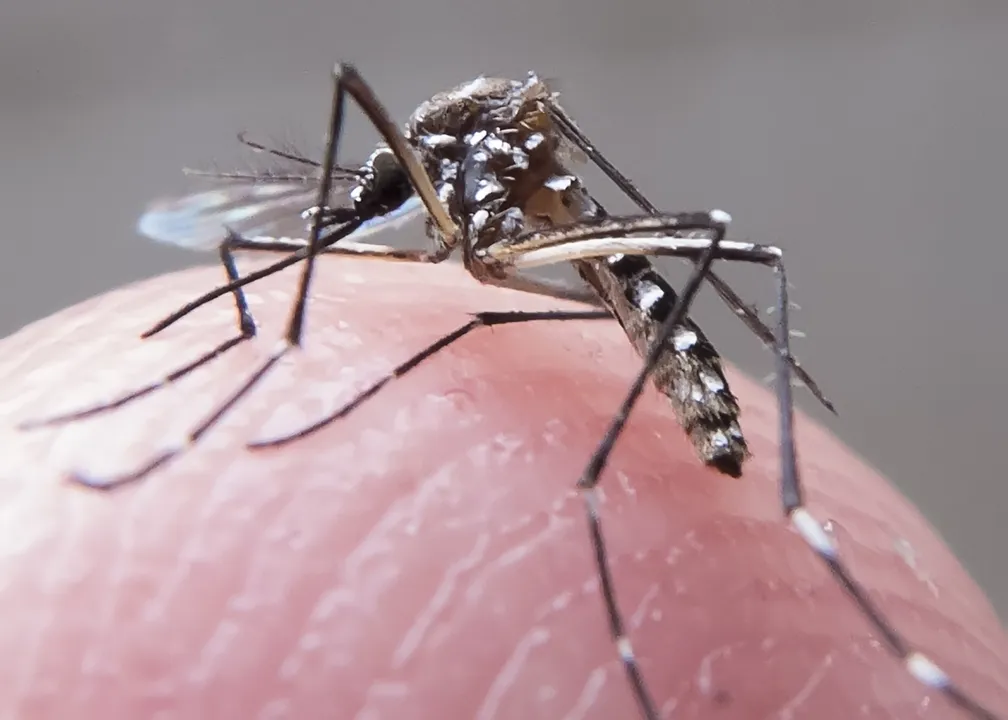 Mosquito  Aedes aegypti é o transmissor das duas doenças. (Foto Reprodução/arquivo)