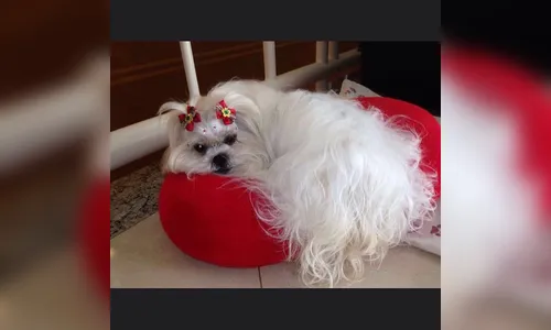 ​Família pede ajuda e oferece recompensa para quem achar cachorrinha