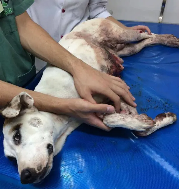 A cachorra passou por uma cirurgia, mas não resistiu aos ferimentos - Foto: Divulgação / Facebook