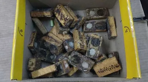 Abelhas achadas nos Correios, em Londrina, estavam em 30 caixas pequenas de madeira e tinham como destino a cidade de Cambará - Foto - Divulgação/PMA