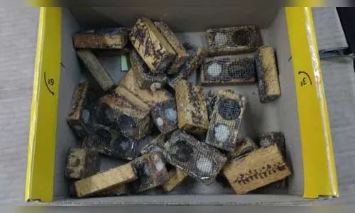 ​Abelhas africanas encomendadas são achadas nos Correios em Londrina