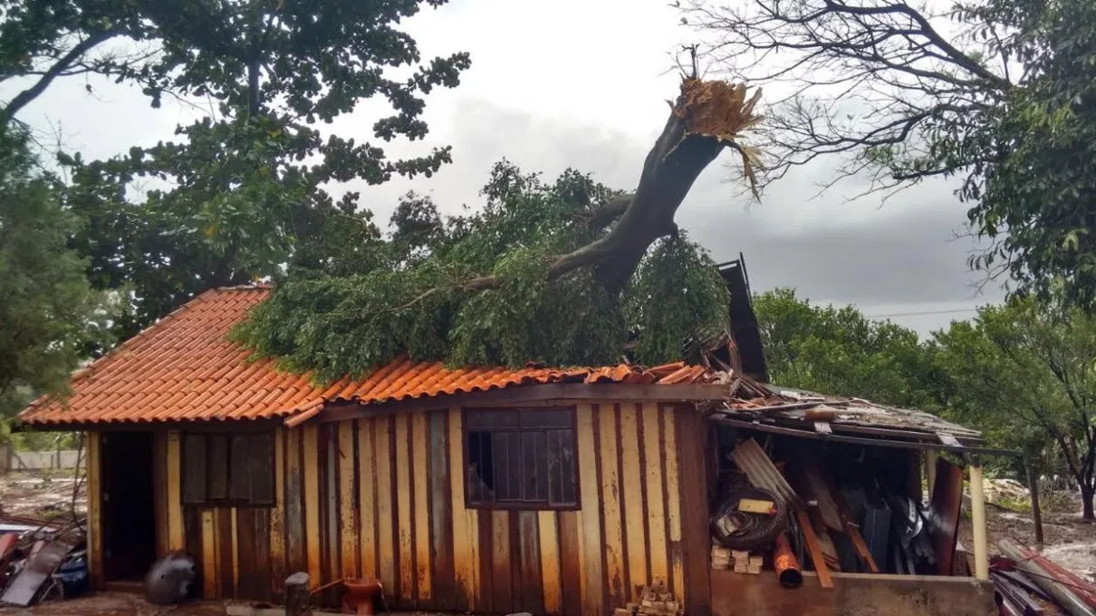 Em Borrazópolis, árvore de grande porte caiu sobre uma casa na zona rural - Foto: Foto: Júnior Dias