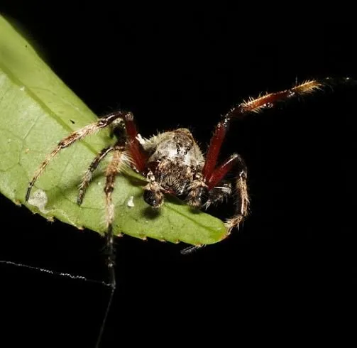​Conheça a aranha que realiza sexo oral durante o acasalamento - IMAGEM ILUSTRATIVA - Flickr/Creative Commons/EOL Learning and Education Group