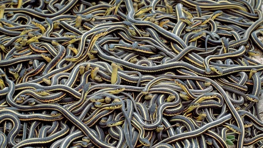 Após "cochilo de oito meses", milhares de serpentes despertam e se concentram em apenas uma tarefa: reprodução, antes mesmo de procurar comida - Foto: Norbert Rosing/Getty Images