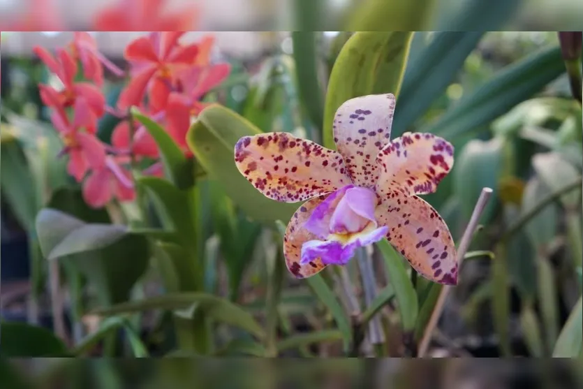  O Lions Clube Apucarana Vitoria Régia realiza a Exposição de Flores e Plantas (Expoflor) na Praça Rui Barbosa, em Apucarana - Foto: Imagem ilustrativa 