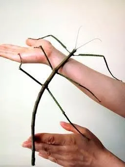 ​Cientistas chineses acreditam ter descoberto o maior inseto do mundo, que possui comprimento superior a 0,5 metro - Foto: /AFP/Getty Images