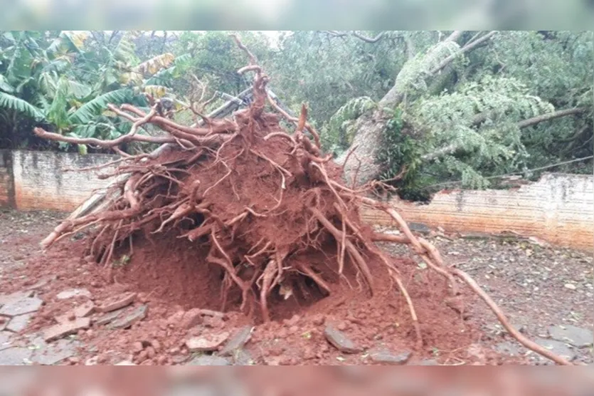  Seis árvores de grande porte foram arrancadas pelo vento em Francisco Beltrão, no Sudoeste do Paraná - Foto: Gérson TH - Rede Massa 