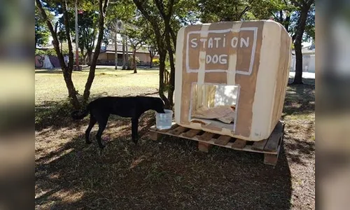 ​Animais de rua ganham módulos de 