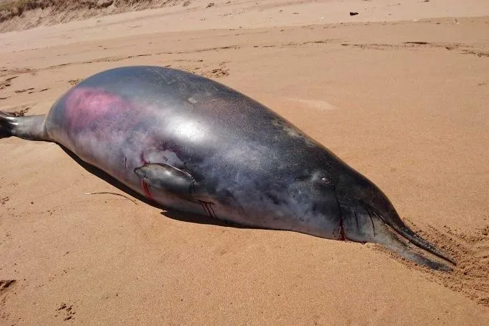 Uma jovem baleia-de-bico foi encontrada morta neste final de semana na baía de Waitping - Foto: South Australian Museum