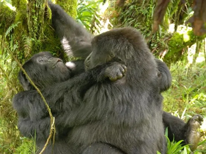 Cientistas ficaram surpresos devido ao fato de serem registradas 44 relações sexuais entre gorilas fêmeas durante a observação - Foto: Pesquisador Cyril C Grueter