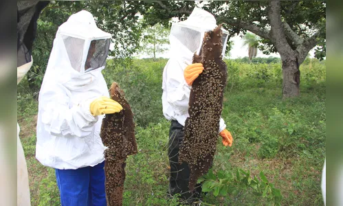 Governo do Paraná anuncia regulamentação da produção de mel de abelhas nativas