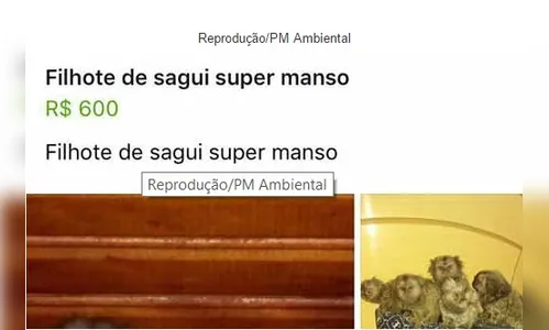 ​Suposta venda de macacos pelo Facebook é investigada