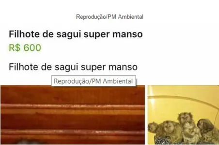 Reprodução de postagem no Facebook sobre suposta venda de macacos