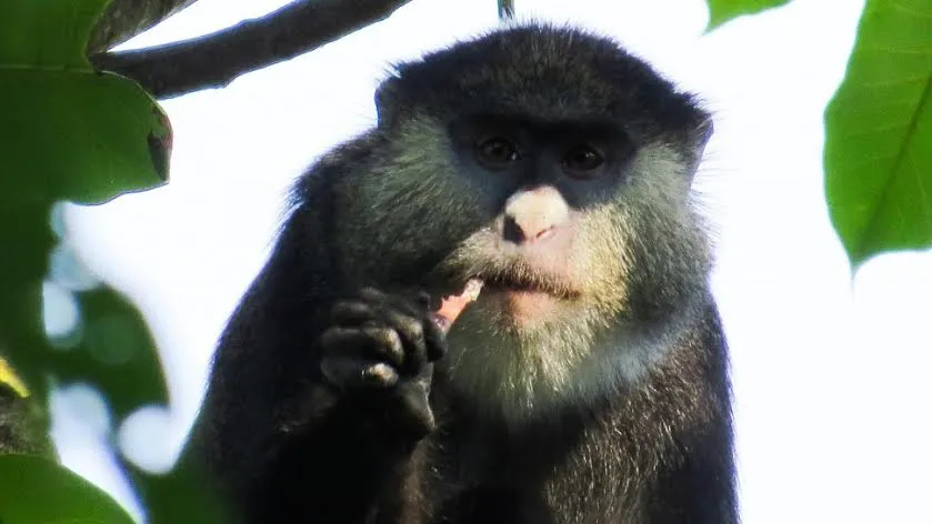 Foto: Felix Angwella / Gombe Hybrid Monkey Project