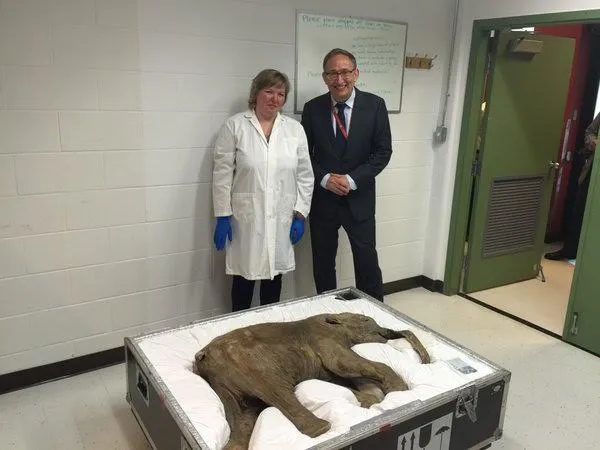 Corpo de filhote de mamute com 40 mil anos é levado para o museu no Canadá - Foto: Jack Lohman twitter