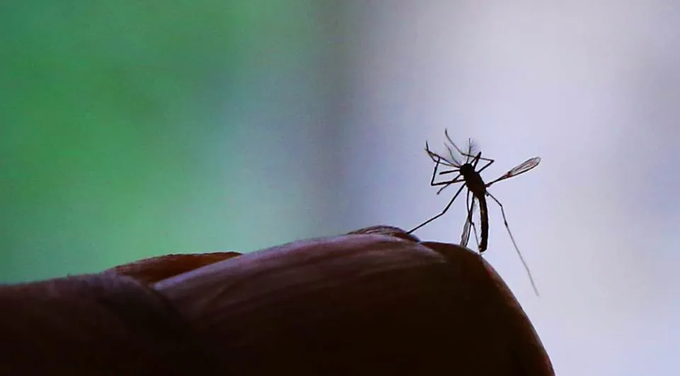 Registros de casos de dengue também cresceram. São 1.197 casos da doença a mais do que na semana passada - Foto: Fernanda Carvalho/ Fotos Públicas