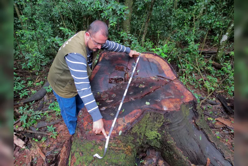  Árvore derrubada possuía mais de um metro de diâmetro (Foto: Divulgação) 