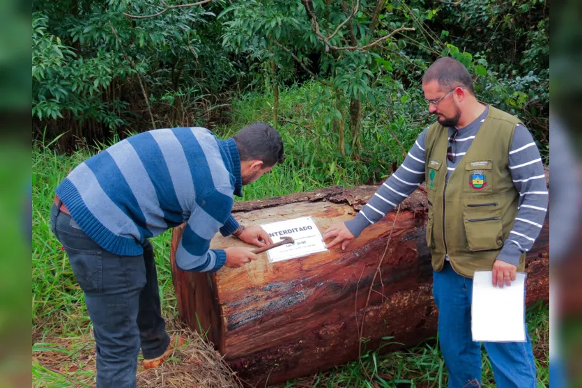  Funcionários do Sema avaliam a árvore derrubada (Foto: Divulgação) 