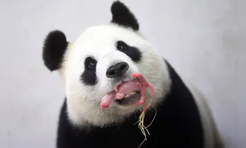 Bélgica apresenta seu novo filhote de panda, que pesa apenas 171 gramas