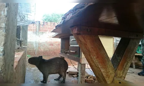 Homem é detido por criar filhote de capivara dentro de casa