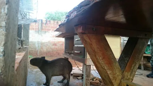 Filhote foi resgatado e deverá voltar ao seu habitat natural (Foto: Divulgação/Policia Militar Ambiental)