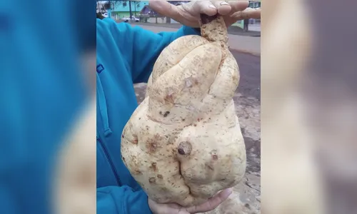 Batata-doce de 8 quilos é colhida na região