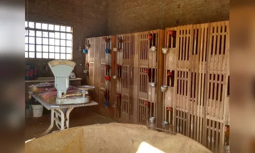 Arapongas: 40 pessoas acabam detidas e 134 galos são resgatados