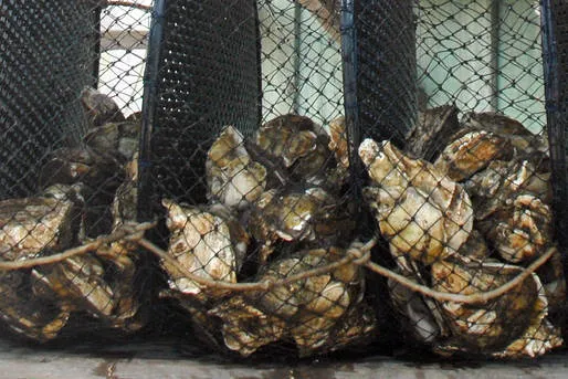 O governo do Paraná proibiu a venda e consumo de ostras e mariscos produzidos no Estado -Foto: Arnaldo Alves / AENotícias