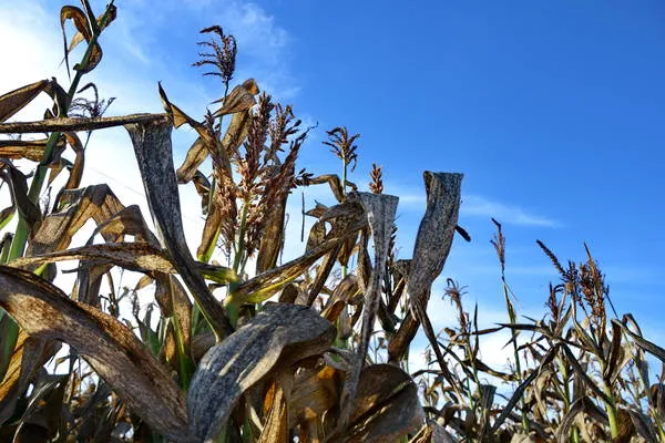 Quebra da safra de milho tem preocupado os produtores da região. Foto: Sérgio Rodrigo/Tribuna do Norte