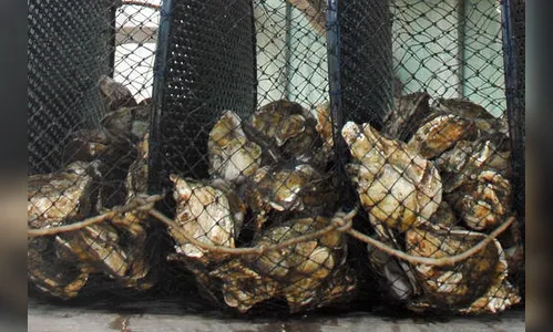 Governo proíbe venda e consumo de ostras e mariscos produzidos no Paraná